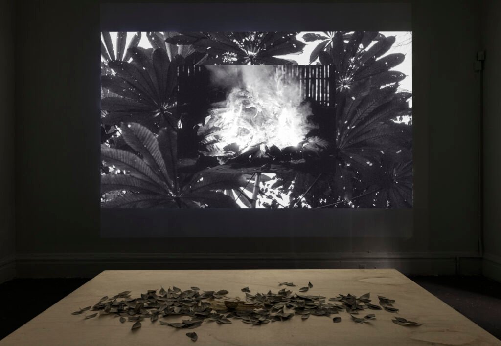 Sabio yarumo, dulce coca, tabaco frío y yuca brava